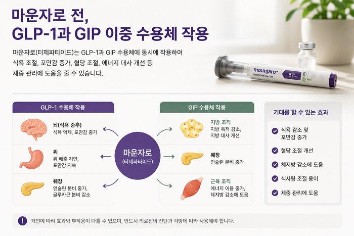 마운자로의 이중 수용체 작용 원리를 도식화한 이미지