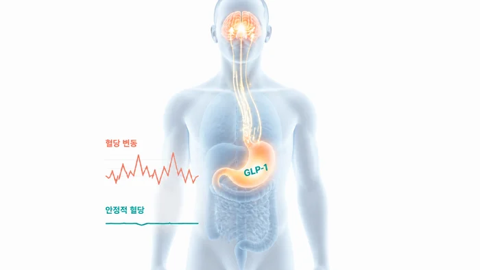 탄수화물 섭취와 인슐린 반응을 나타내는 그림