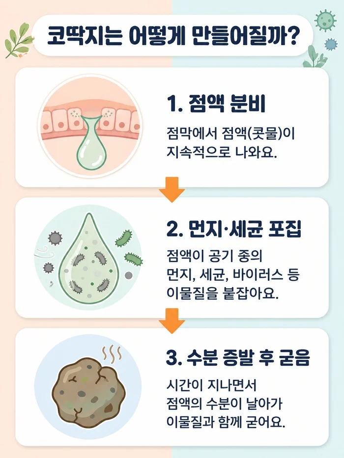 코 점막과 딱지 형성 과정을 보여주는 이미지