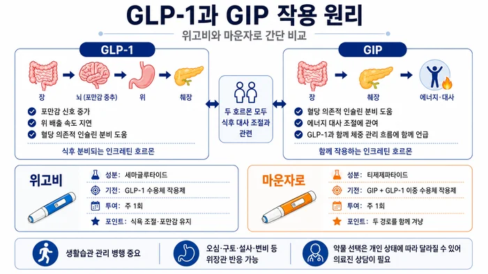 비만주사와 인크레틴 호르몬 작용 원리를 설명하는 도식