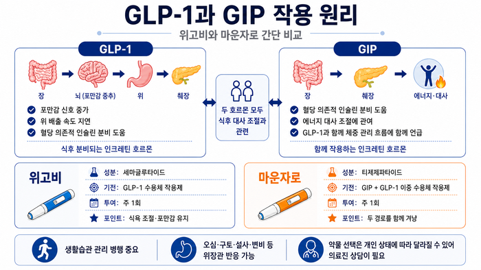 비만주사와 인크레틴 호르몬 작용 원리를 설명하는 도식