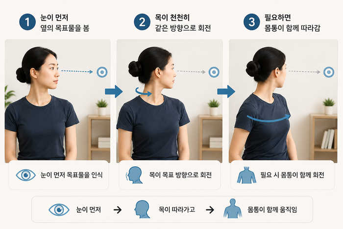 눈과 목이 함께 움직이며 목표물을 바라보는 과정을 나타낸 그림