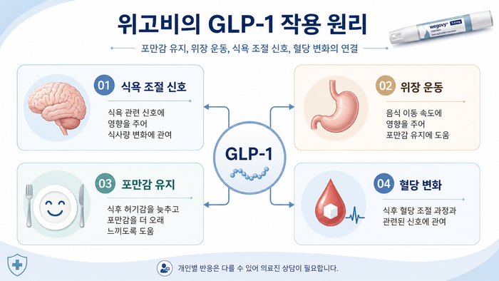 GLP-1 계열 약물 위고비의 작용 원리를 설명하는 다이어그램