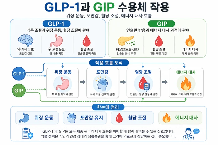 GLP-1과 GIP 작용 기전을 비교하는 도식