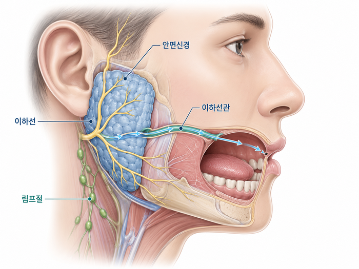 귀 아래 이하선, 림프절, 안면신경의 위치와 붓기 원인 설명 그림