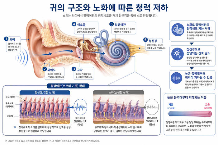 노인성 난청의 원인인 달팽이관 감각세포 변화