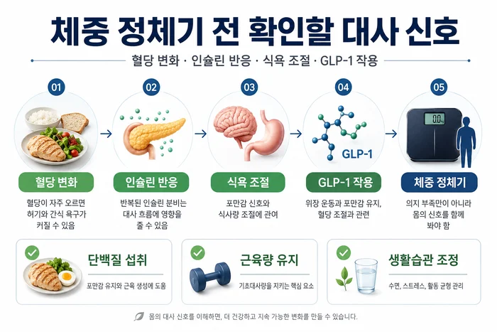 체중 정체기와 대사 신호를 설명하는 인포그래픽