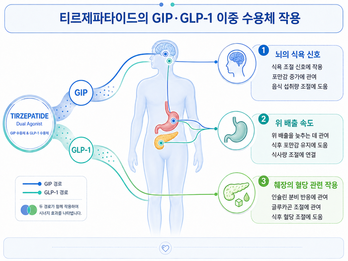 티르제파타이드의 GIP, GLP-1 작용 기전 인포그래픽
