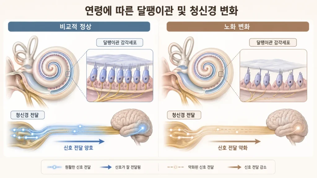 [귀가 하는 말 2편] 노인성 난청은 어떻게 시작될까? 말소리는 들리는데 자꾸 되묻게 된다면