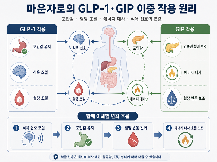마운자로의 GLP-1과 GIP 이중 작용 원리를 도식화한 이미지