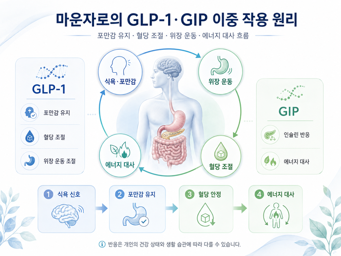마운자로의 GLP-1과 GIP 이중 작용 기전을 도식화한 그림
