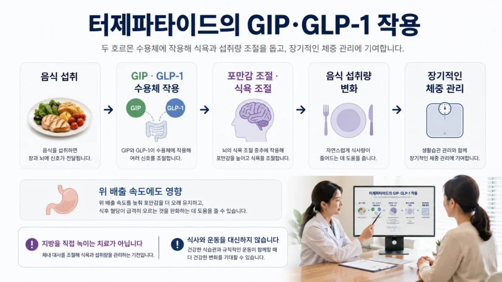 tirzepatide-gip-glp1-appetite-mechanism