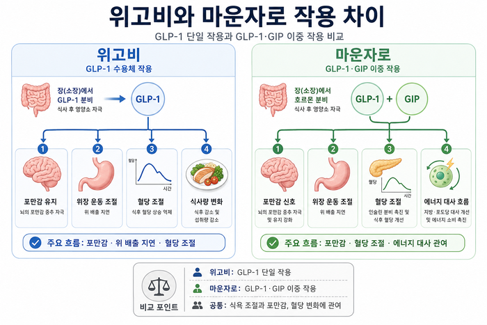 GLP-1과 GIP 수용체 작용 차이를 비교하는 다이어트치료 설명 그림