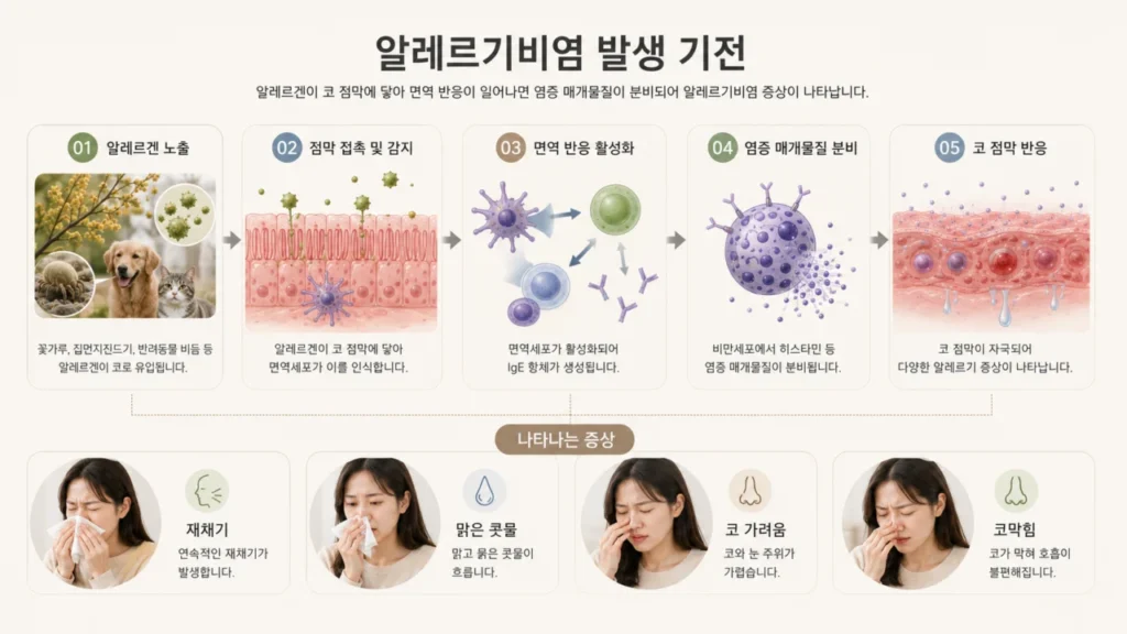 알레르기비염의 면역 반응 과정을 설명하는 그림