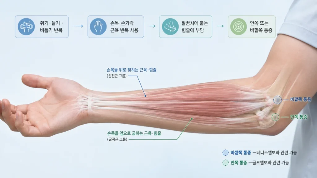 elbow-tendon-wrist-movement-mechanism