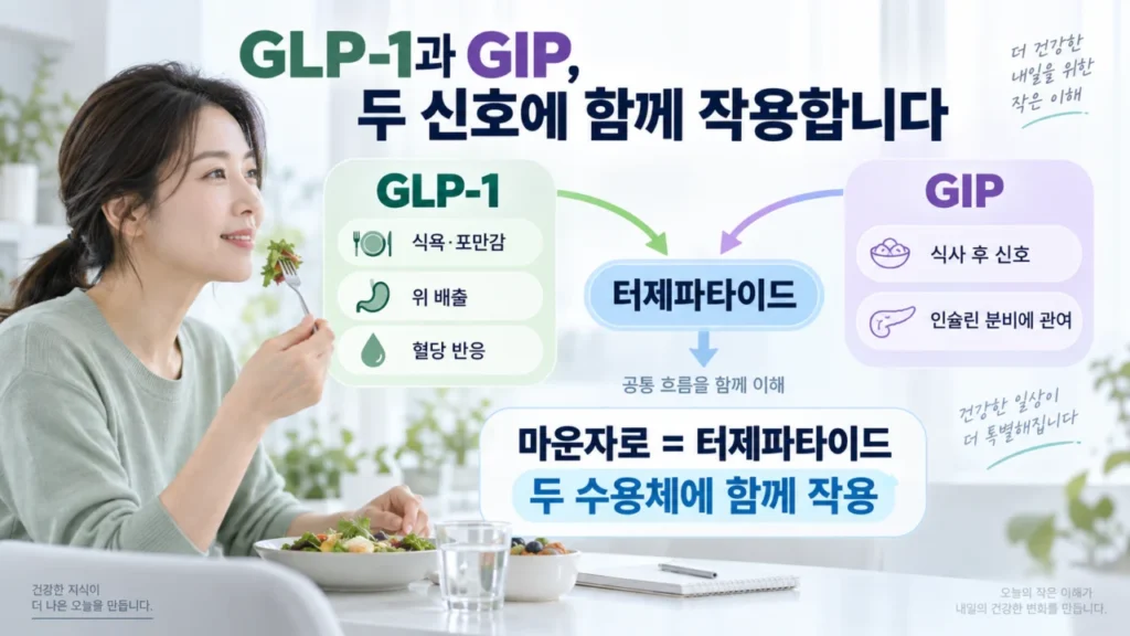 [마운자로처방과 원리 3편] 마운자 원리는? GLP-1·GIP와 식욕·체중변화