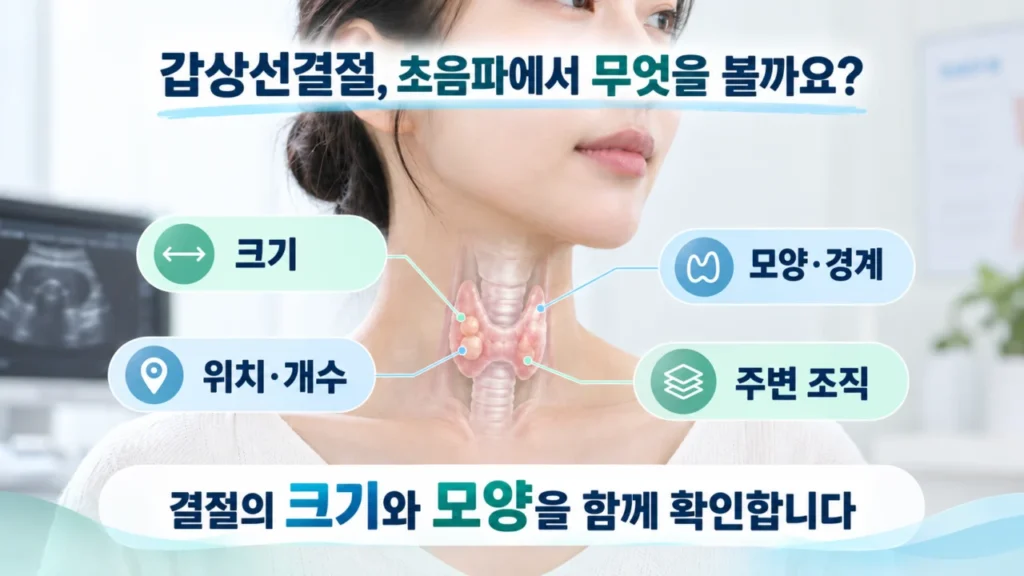 갑상선초음파에서 결절의 크기, 모양, 경계, 위치를 확인하는 이미지